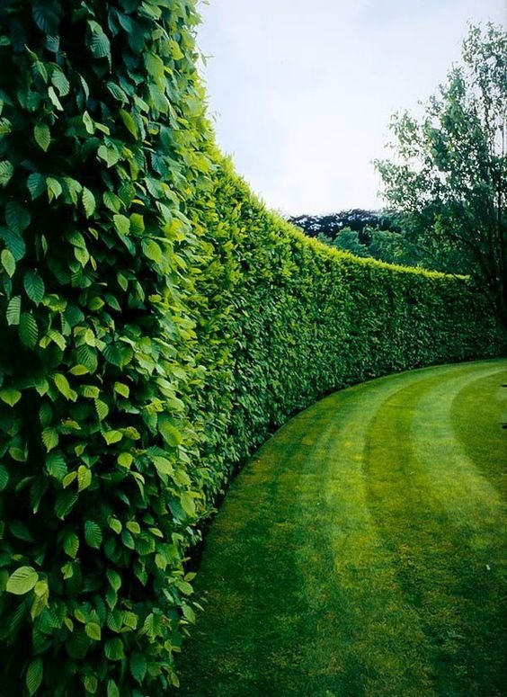  Plants Instead Of Fence with Best Design