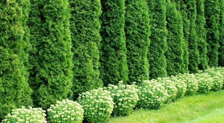 Top 10 Beautiful Plants You Can Grow Instead Of A Fence
