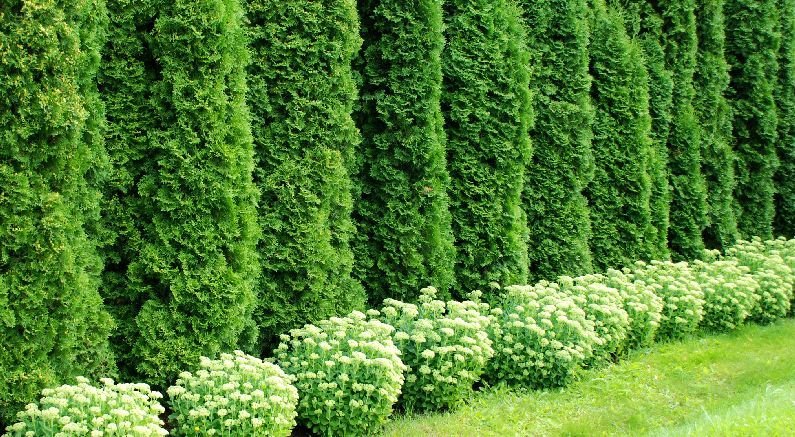 Plants You Can Grow Instead Of A Fence