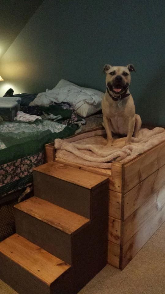 Bed Frame With Built-In Dog Bed