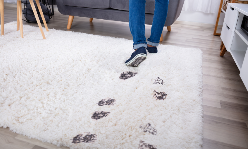 Best Ways To Remove Stains From Carpets