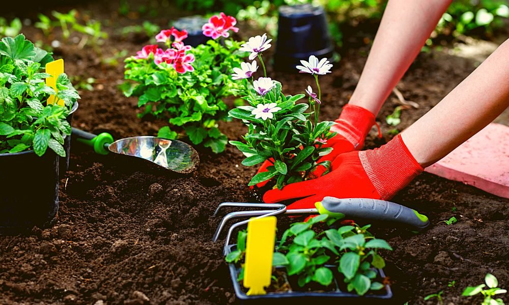 how to start a garden as a beginner